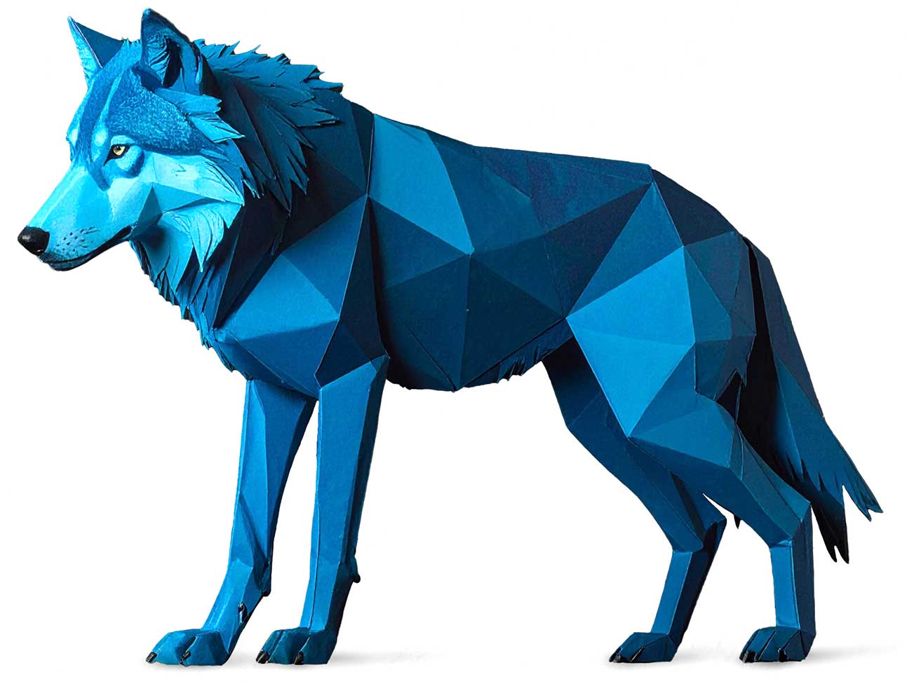 Wolf White Background